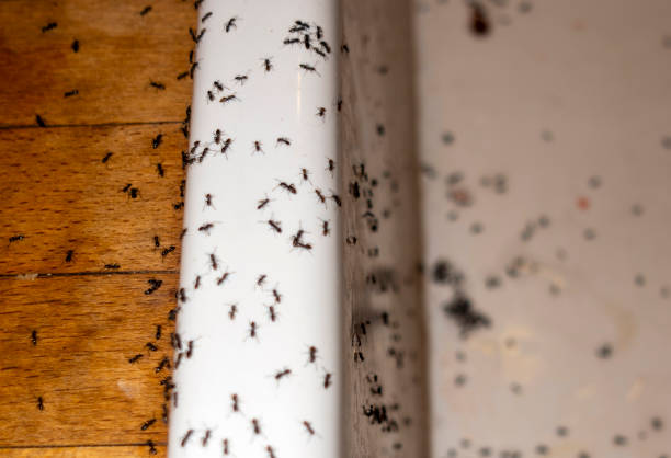 Best Insect Control  in Auburn, CA